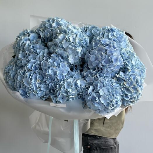A huge bouquet of 25 blue hydrangeas