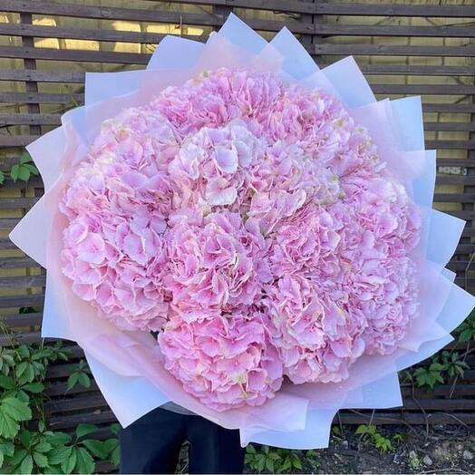 15 pink hydrangea