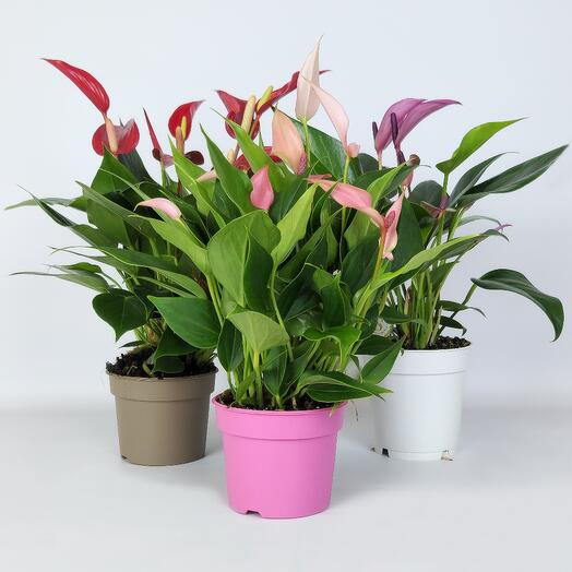 Anthuriums set of 3 pieces, D-9 cm