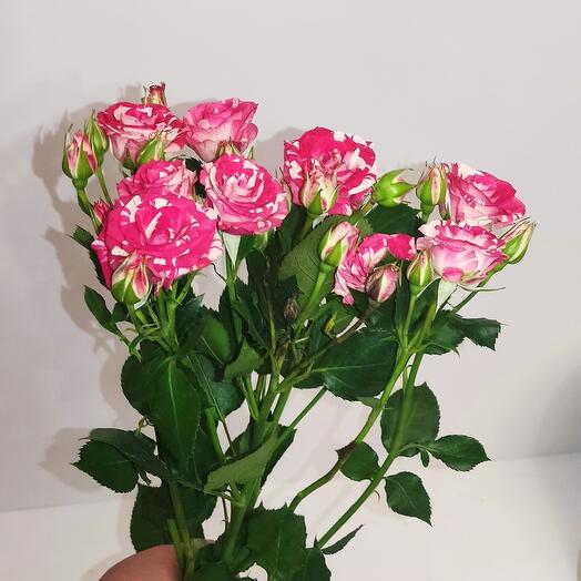 Роза кустовая/цветы