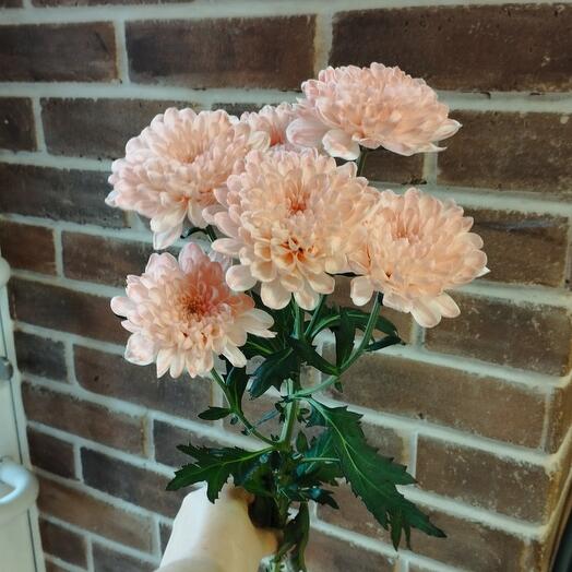 Хризантема Алтай розовая 5 веток