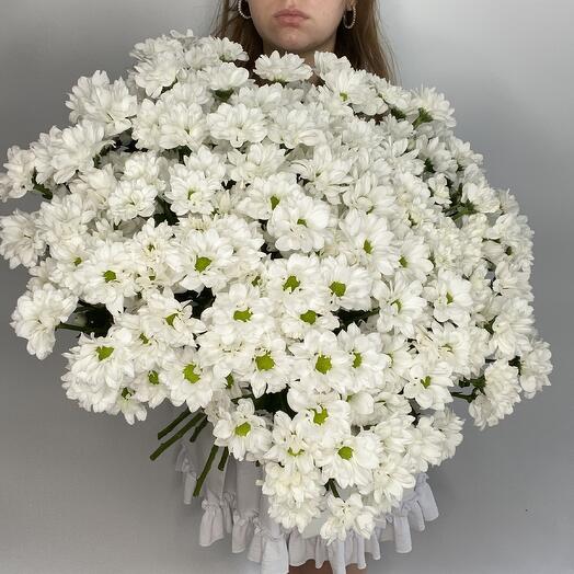 Белые хризантемы