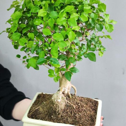 Bonsai Segeretia (Carmona Sageretia)