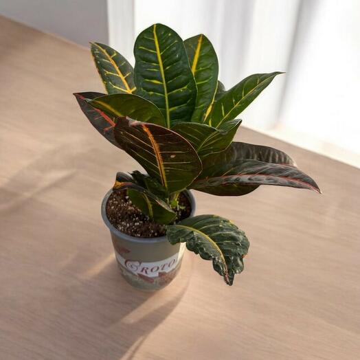 Codiaeum petra