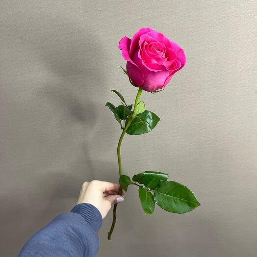 Роза Эквадор 50 см Pink Floyd