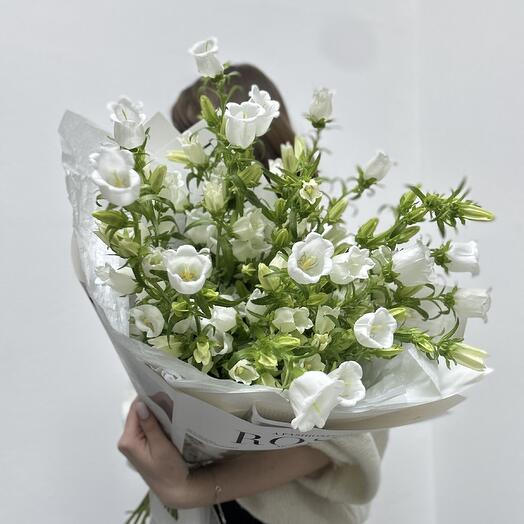Колокольчики (кампанула)