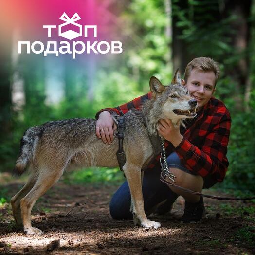 Подарочный сертификат Прогулка с волком по лесу для 1 чел. в составе группы (2 часа)