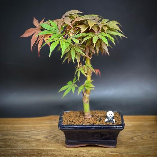 Бонсай Клён 🍁 (листопадный), 27см, 4 года