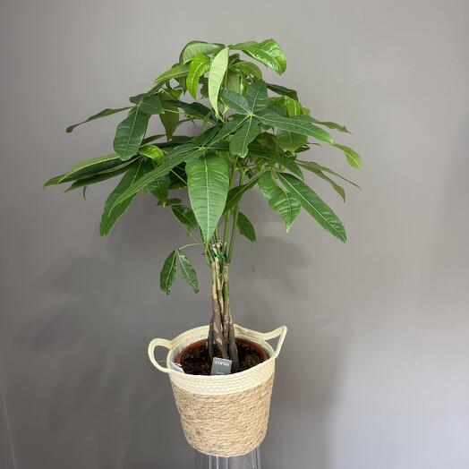 Пахира в плетеной корзине (90 см)