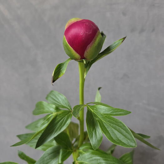 Peonia de color rojo-granate
