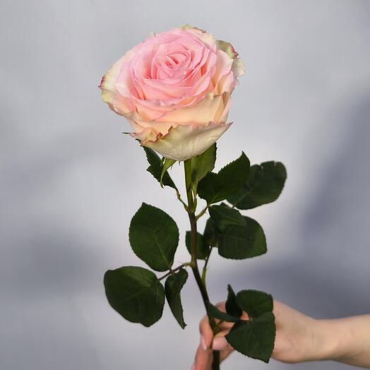 Rosa Esperanza