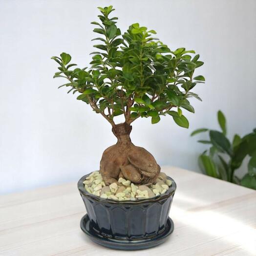 Bonsai