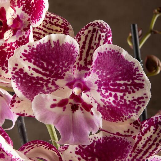 Орхидея Фаленопсис Биг Лип Салли 2 ст