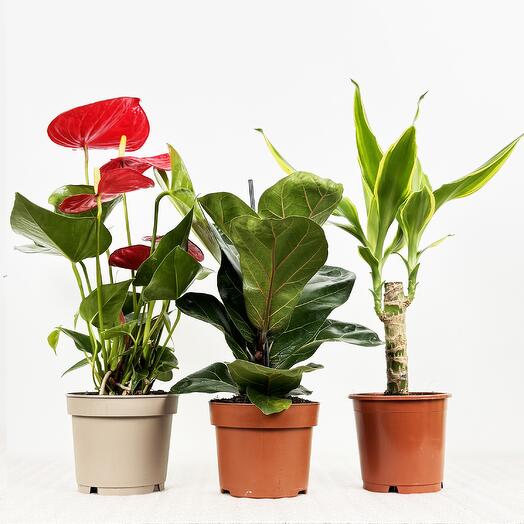 Набор - 3 растения: Антуриум красный , Фикус Лирата Бамбино и Драцена Голден Кост высота 30-40см