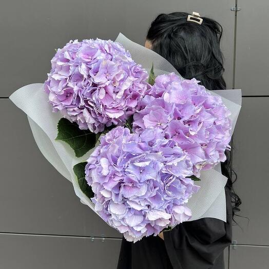 Гортензия (люкс)  Голландия