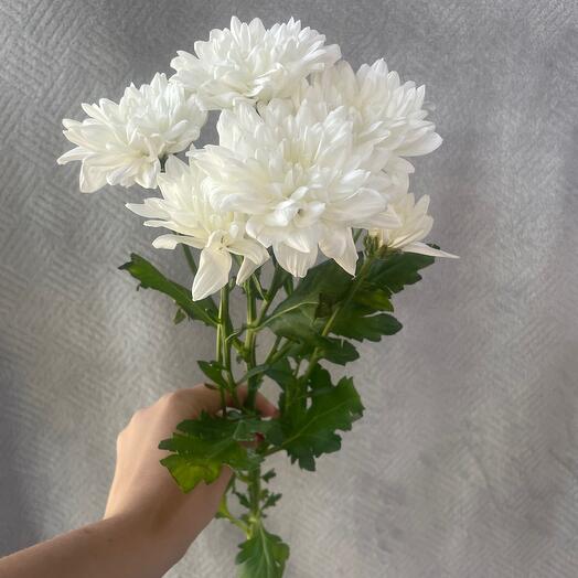 Хризантема