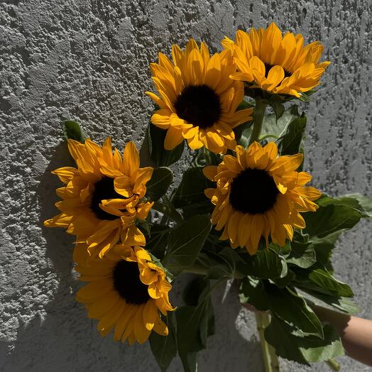 Подсолнух 🌻