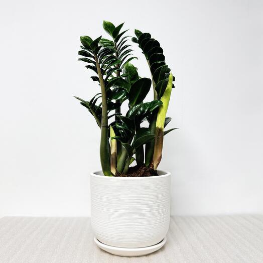 Замиокулькас Зензи в белом керамическом горшке с поддоном, высота 45-50см