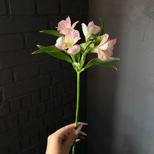 Альстромерия розовая