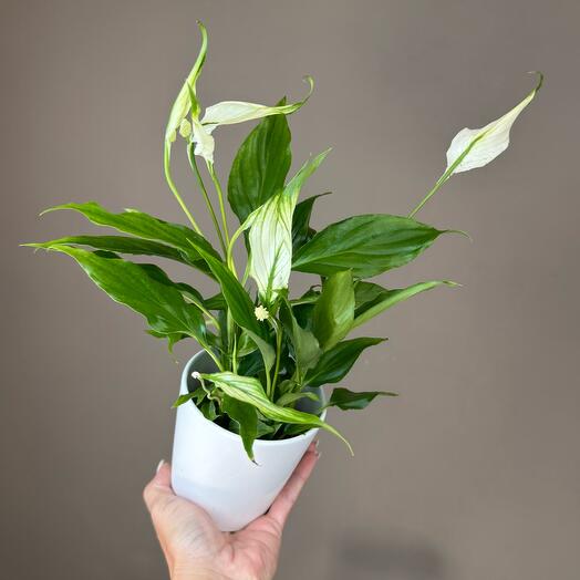 Сспатифиллум в керамическом кашпо