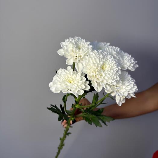 Хризантема кустовая