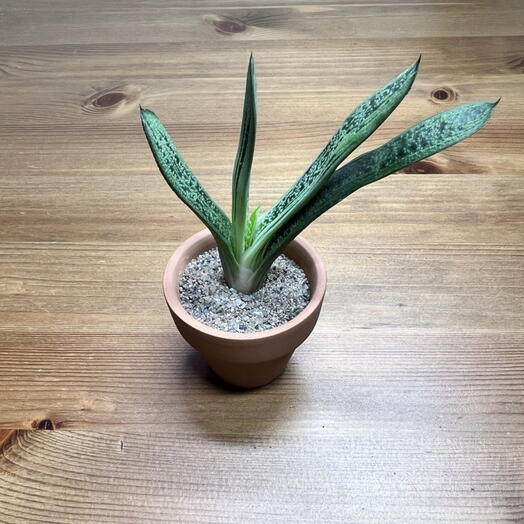 Гастерия "Little warty"