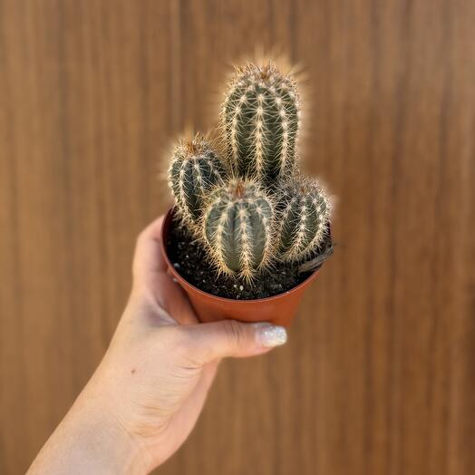 Кактус «Пилозоцереус🌵»