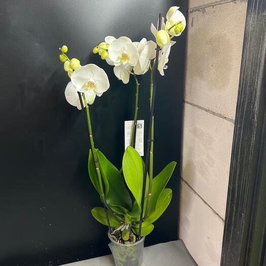 Орхидея  3 ствола сортовая