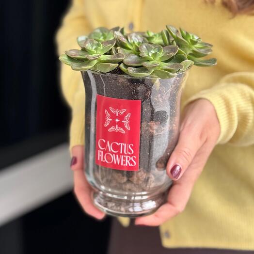 Стильный флорариум с суккулентами