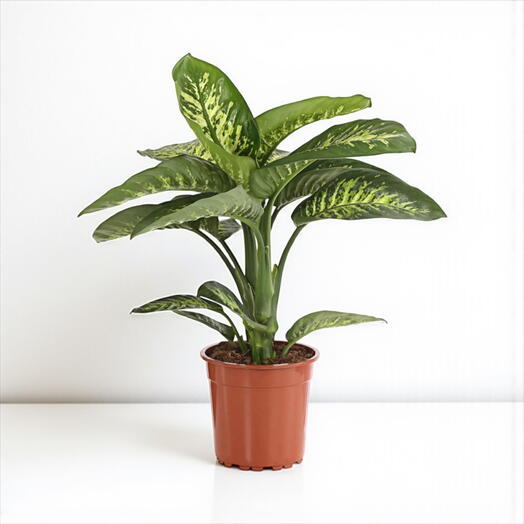 Dieffenbachia ‘Riva