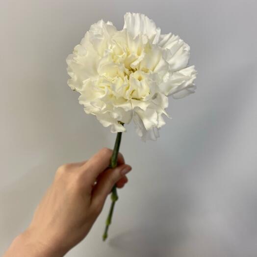 Гвоздика белая