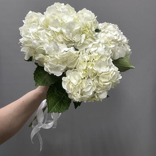 3 белых гортензии