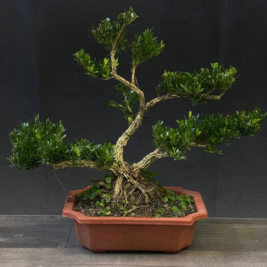 Бонсай Buxus, Самшит (23 года)