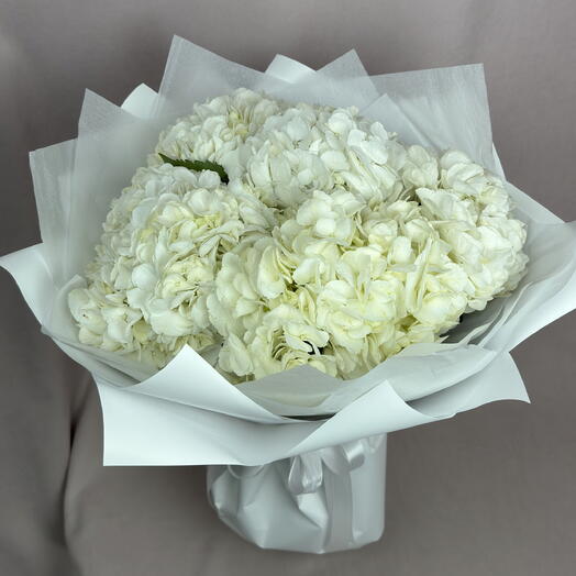 Гортензия белая, 5шт