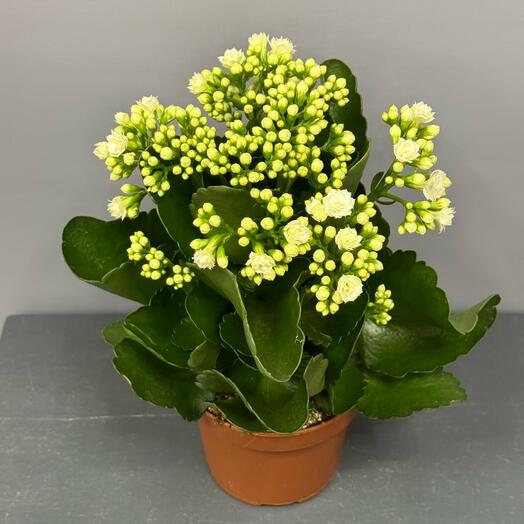 Каланхоэ белый