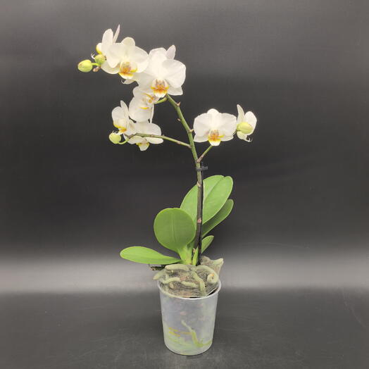 Орхидея фаленопсис белая