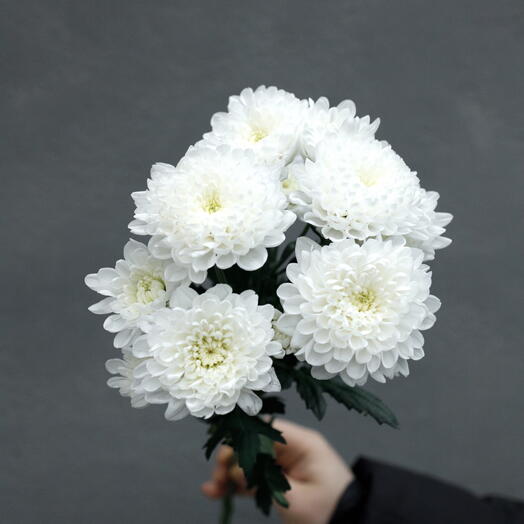 Ветка хризантемы