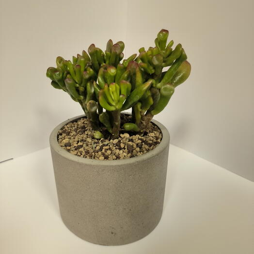 Крассула хоббит