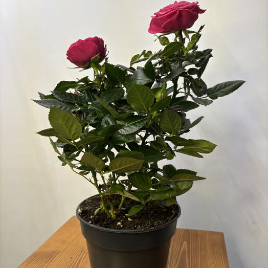 Розовая розочка в горшке