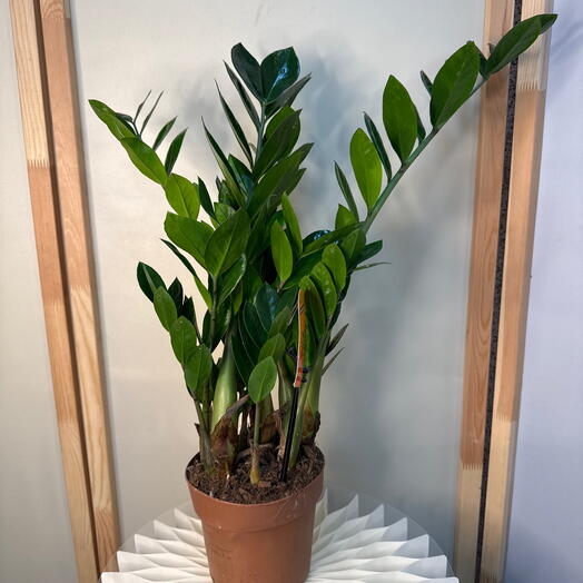 Замиокулькас д-15