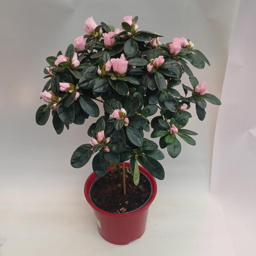 Азалия на штамбе нежно розовая