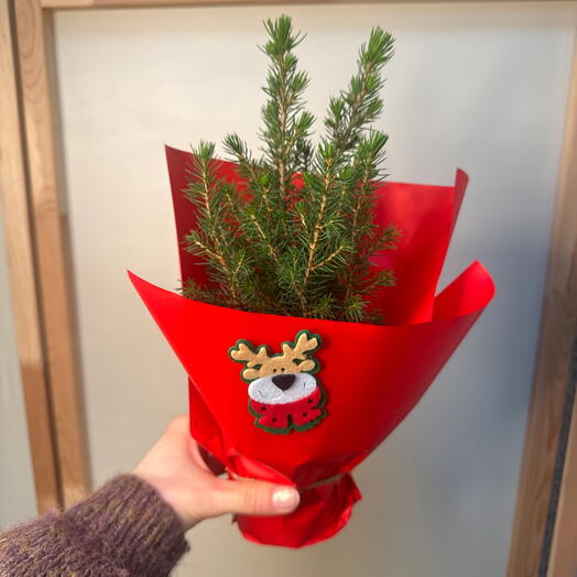 Ель Канадская коника в праздничной упаковке