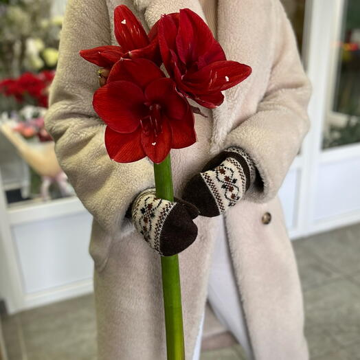 Амариллис ( Гипеаструм)