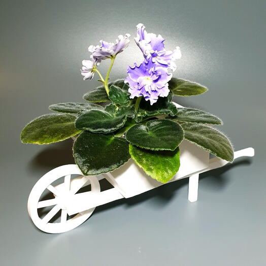 Цветущая фиалка в дизайнерском кашпо