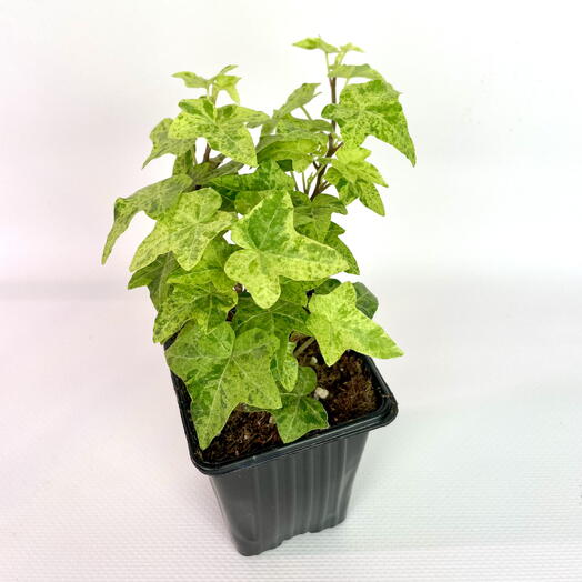 Плющ, хедера  сорт  Профессор Сенета