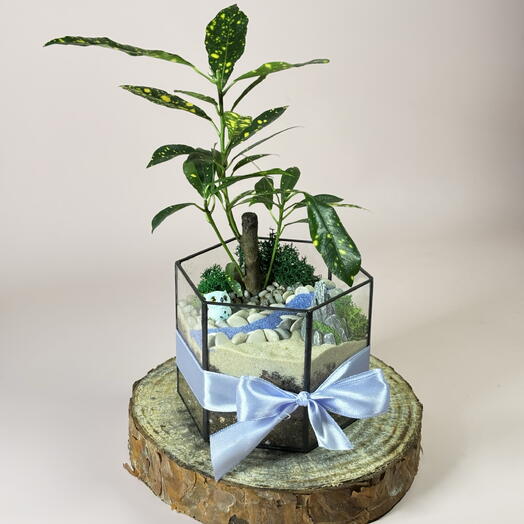 Флорариум граненый из стекла Бонсай