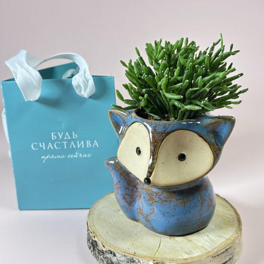 Суккулент в кашпо - лиса краса