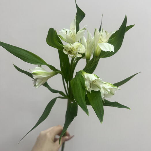 Альстромерия белая