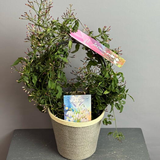 Розовый Жасмин в стильном плетёном сером горшке 💝