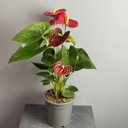 Антуриум высокий - красный , крупноцветковый , большой куст с обильным цветением 😍